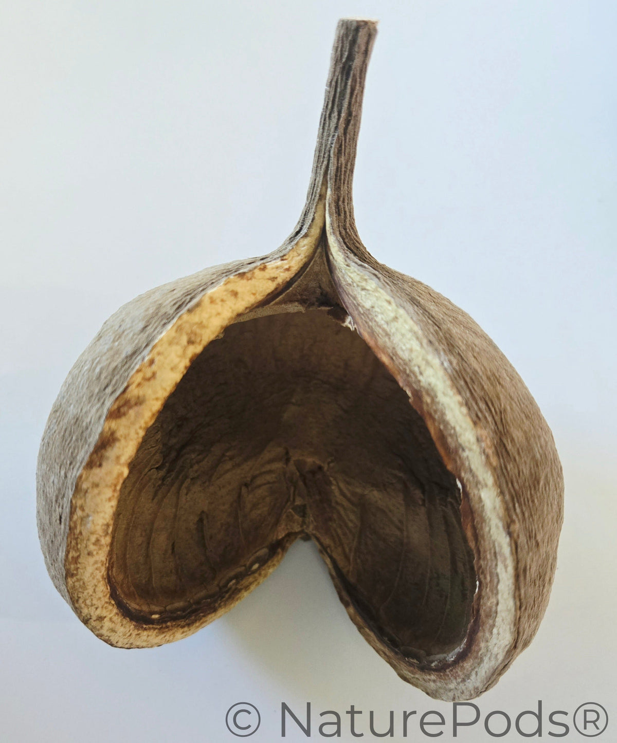Noci di Buddha