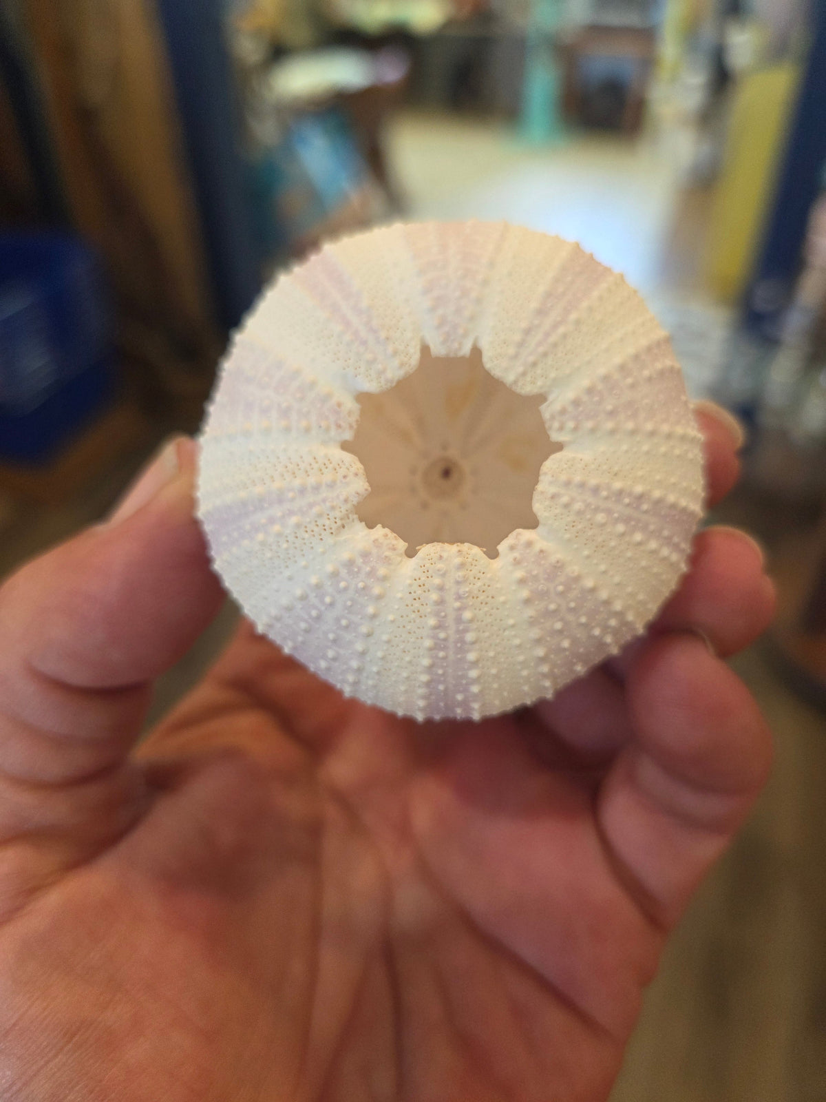 Purple Lavender Sea Urchin Shell