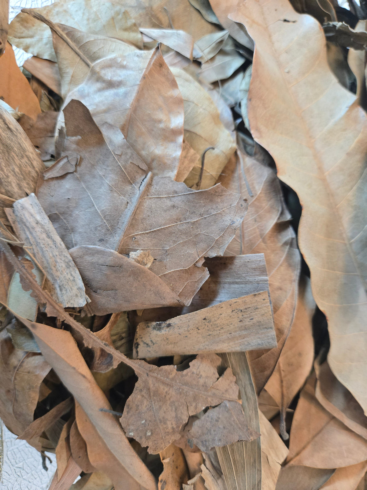 Mélange de litière de feuilles tropicales - 1 livre