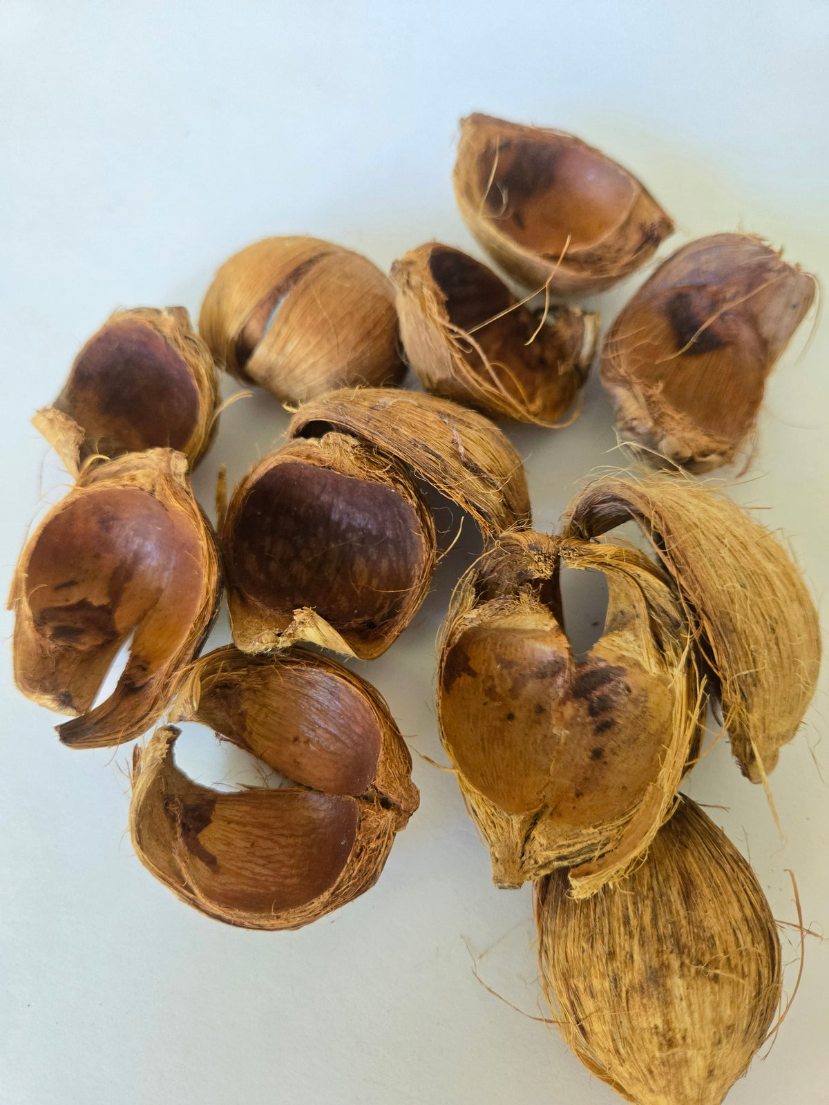 Coques de noix d'arec