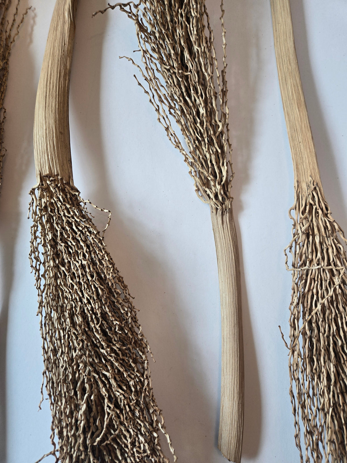 Rachis de palmier dattier