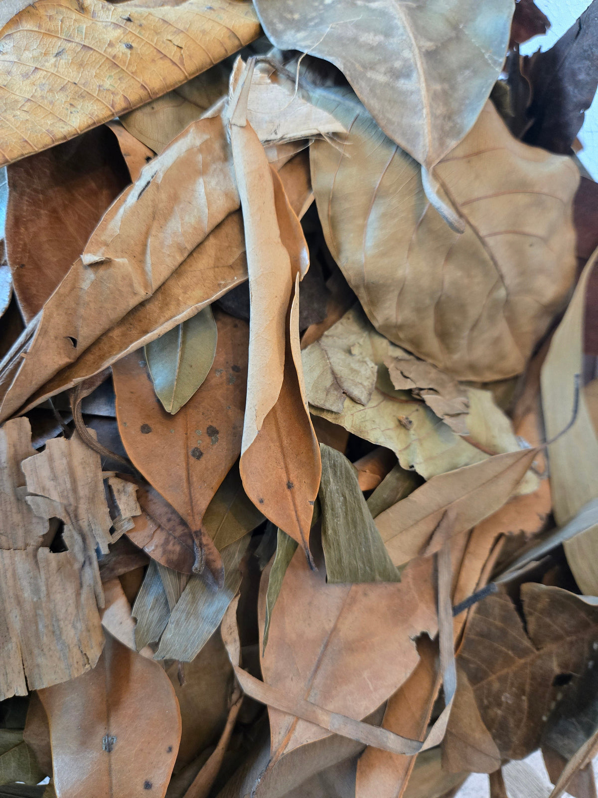 Mélange de litière de feuilles tropicales - 1 livre