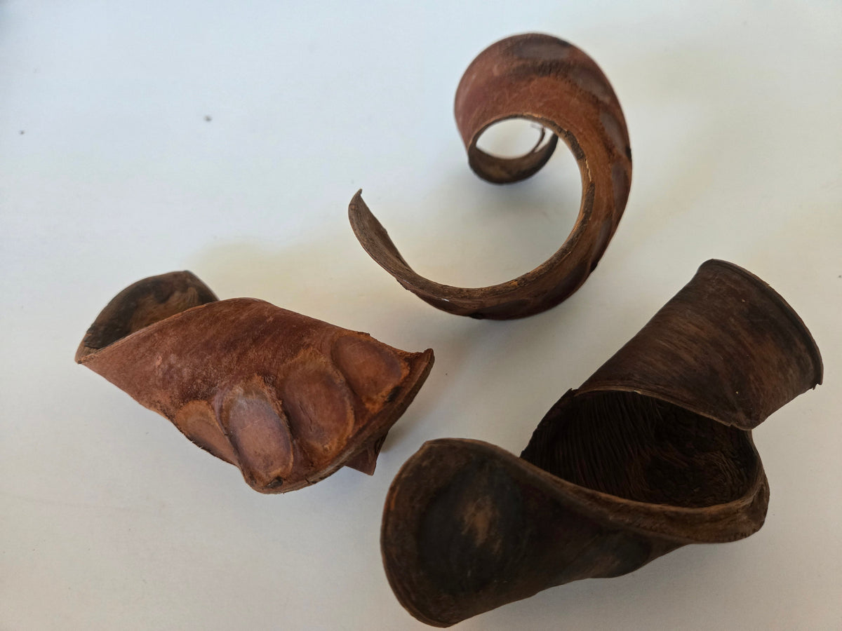 Baccelli di semi di orecchia di elefante