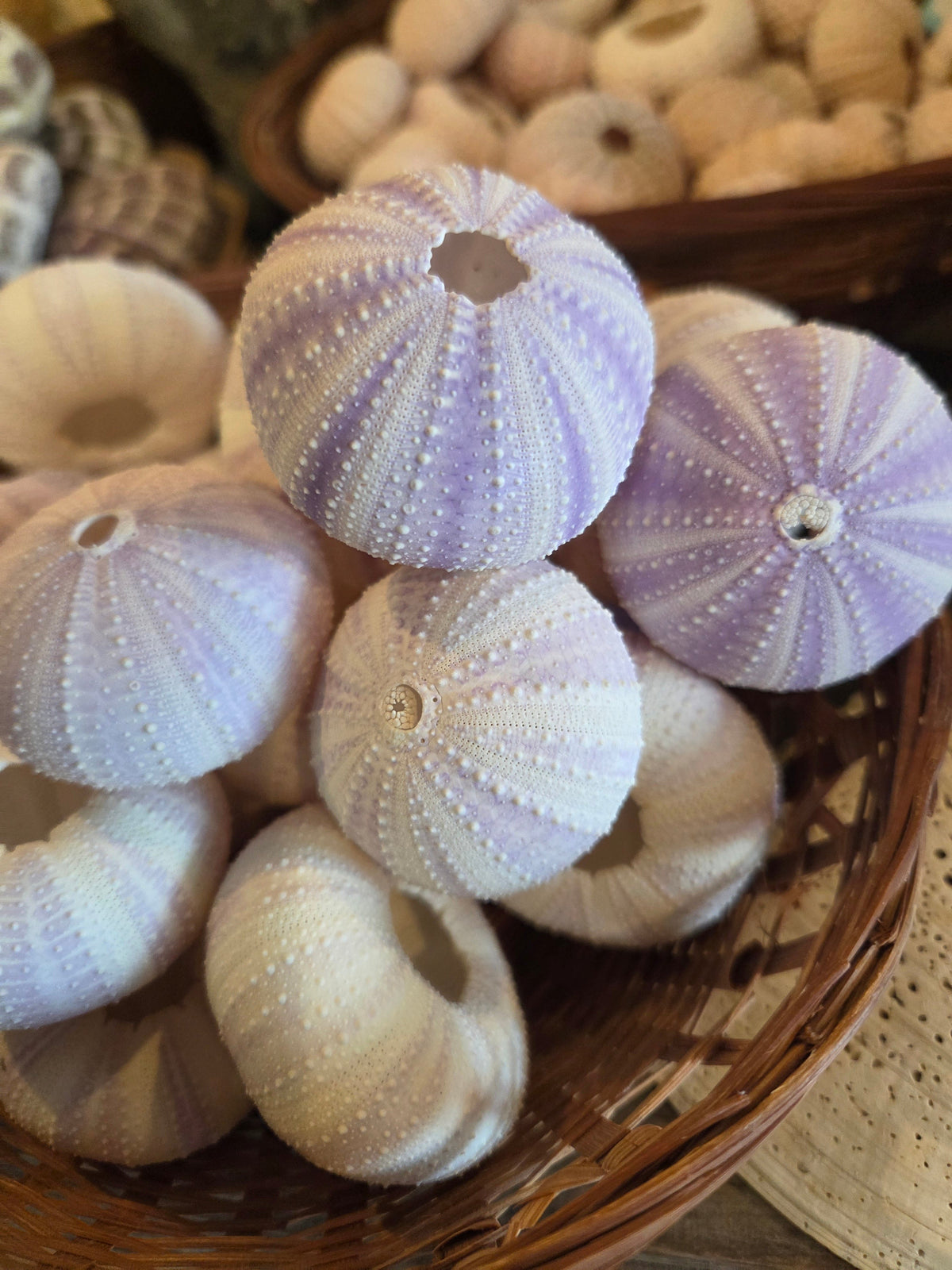 Purple Lavender Sea Urchin Shell