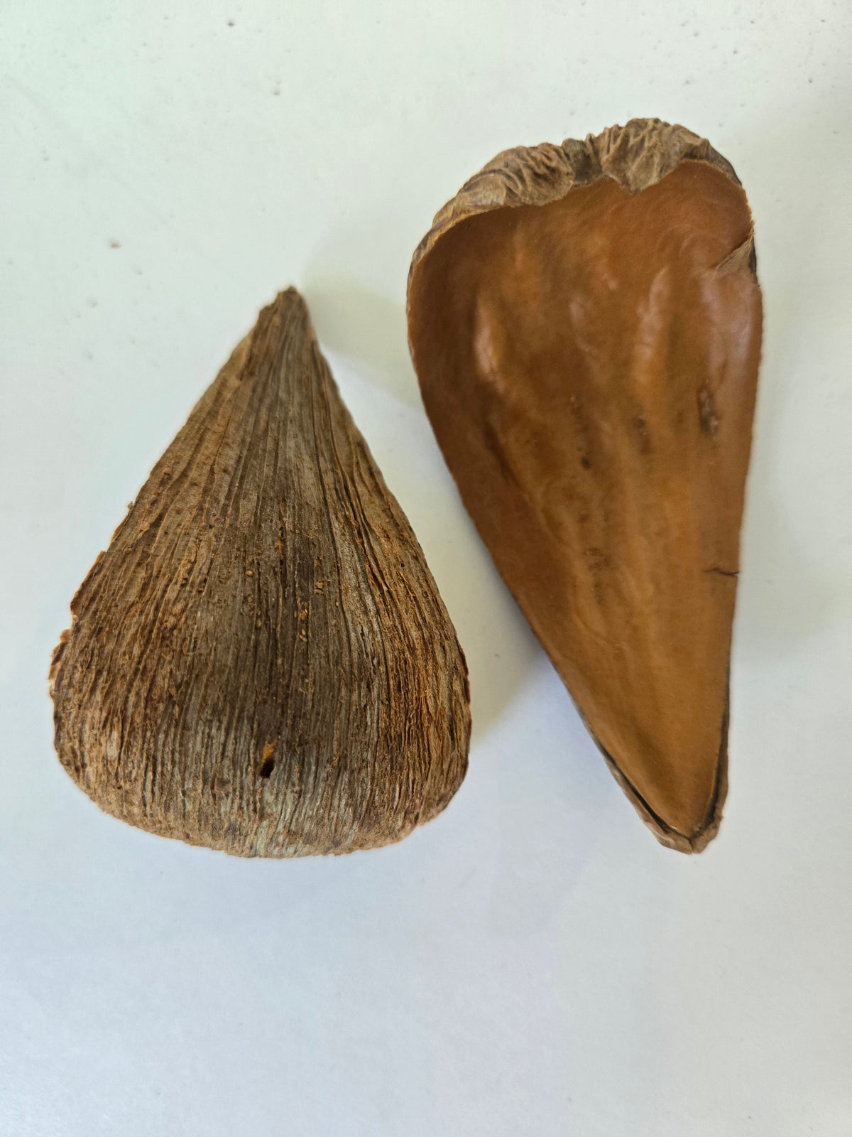 Pods Dregea Arti