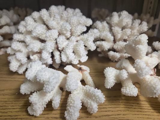 Corail chou vintage (espèce Cauliflower) - 7,5-30 cm