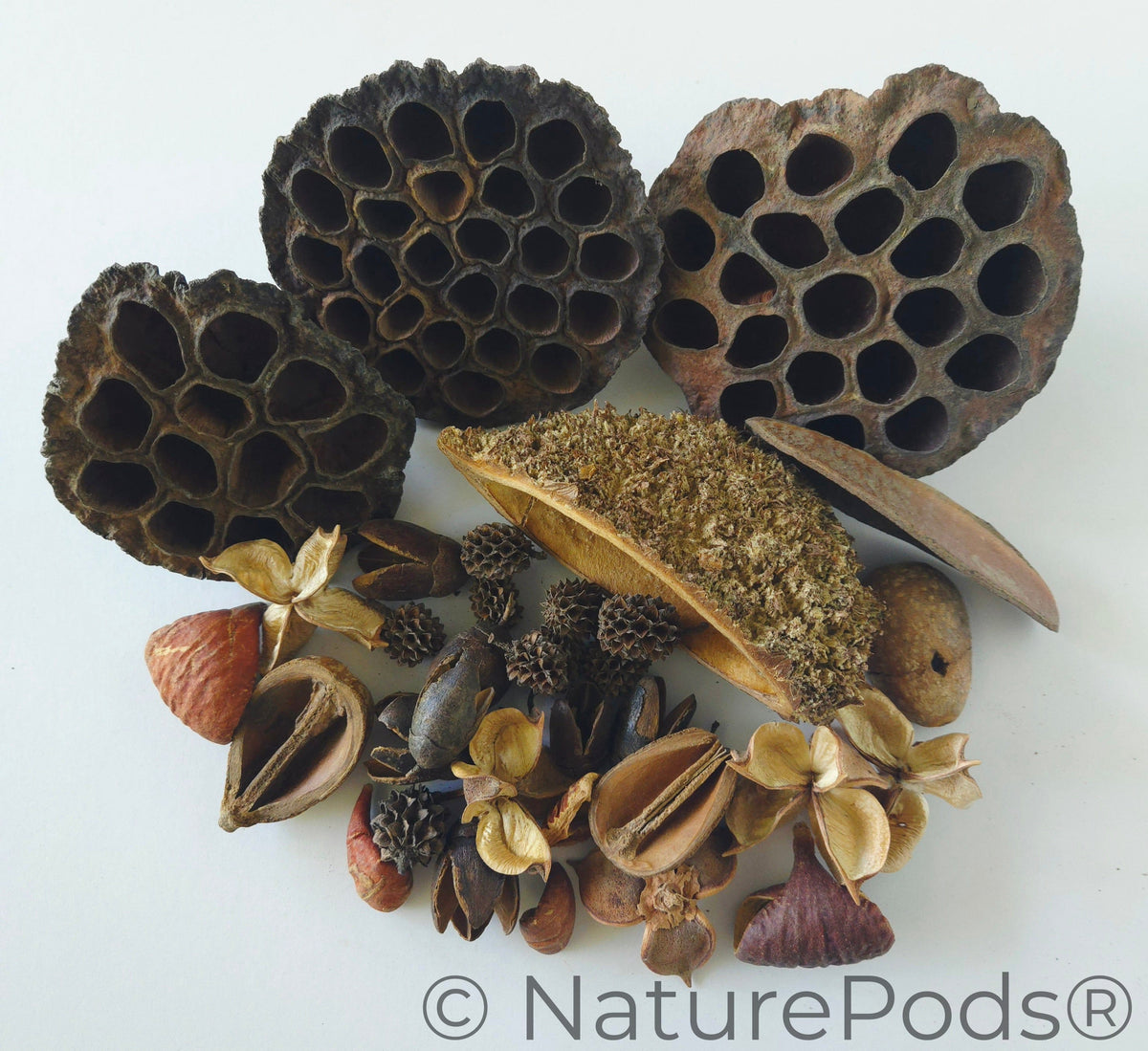 Assortiment de capsules de graines botaniques - 33 pièces
