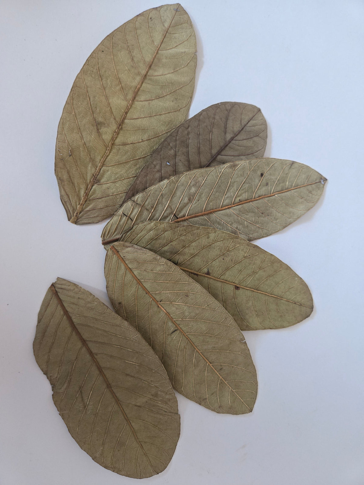 Feuilles de goyavier séchées - paquet de 25