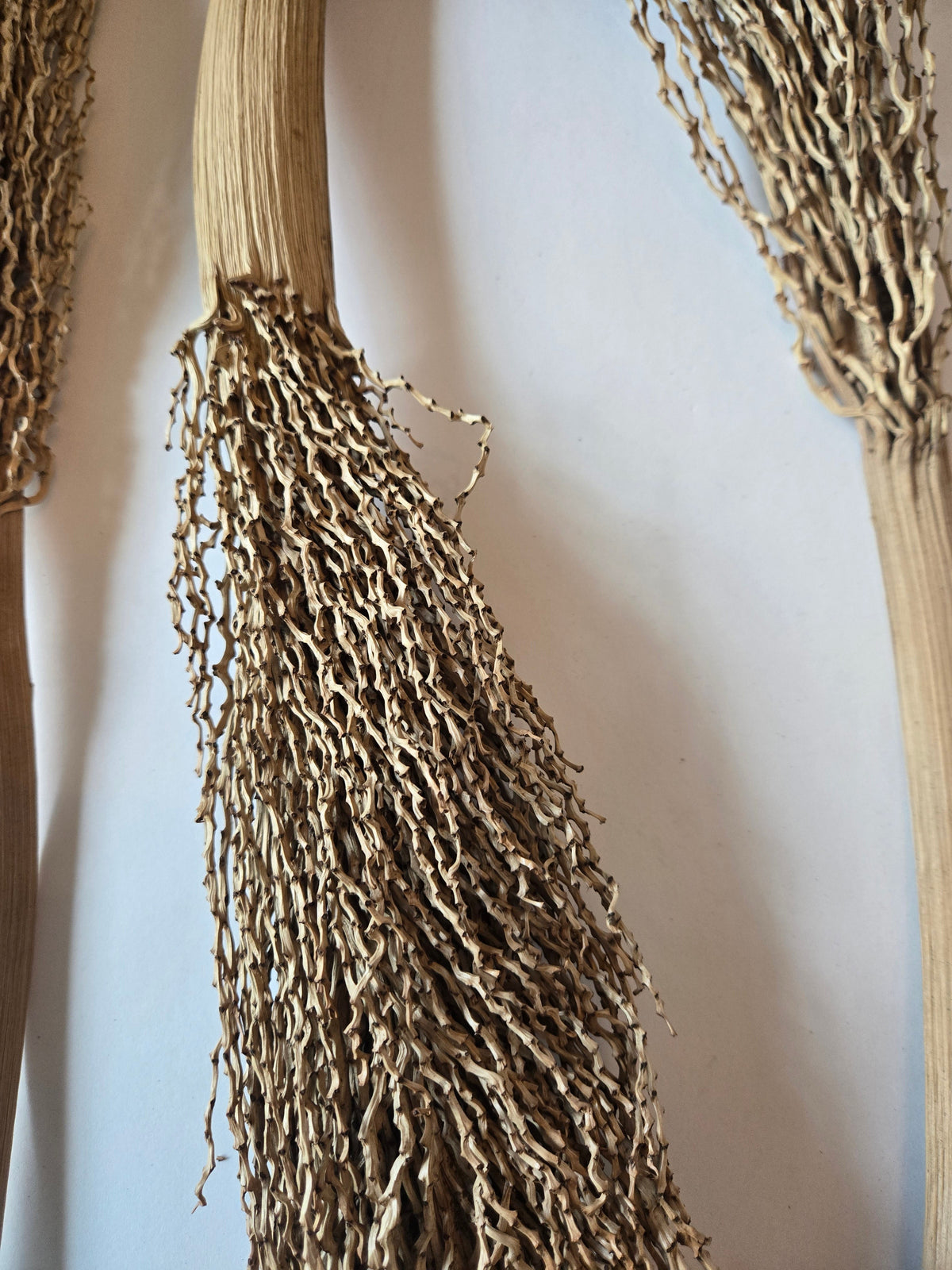 Rachis de palmier dattier
