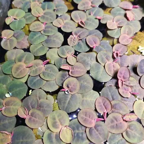 Salvinia natans rossa