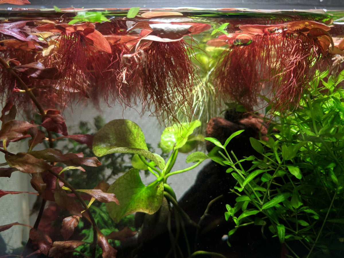 Salvinia natans rossa