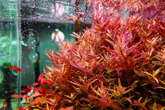 Rotala Rotundifolia "Red" (8 stems)