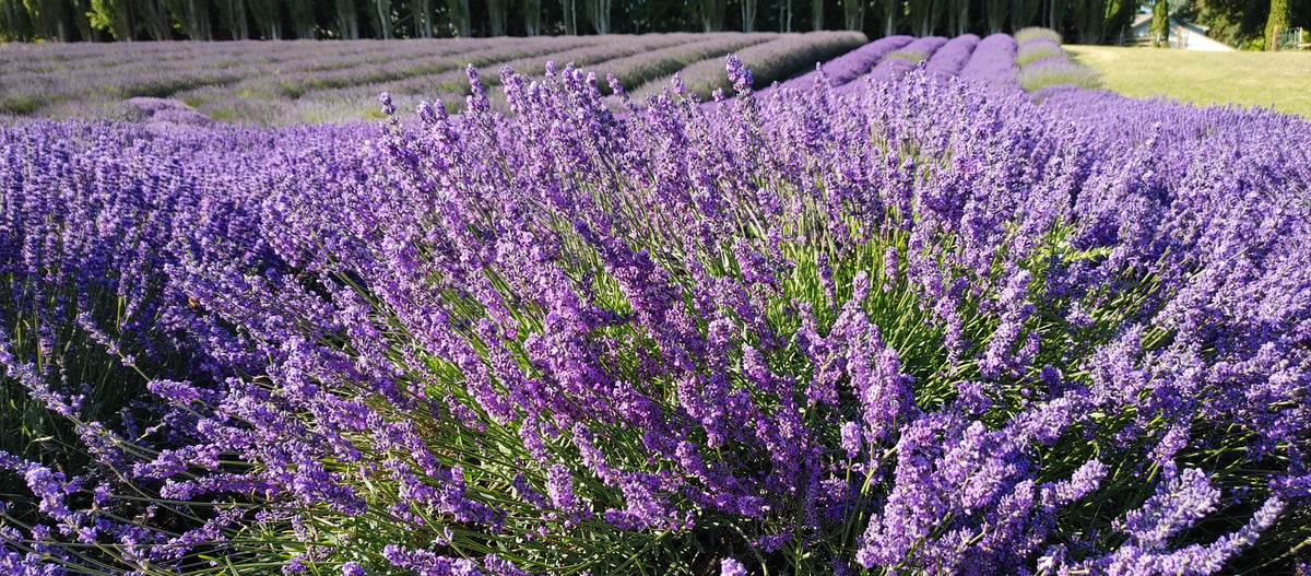 Live Sensational Lavender Plant (Lavandula × intermedia)
