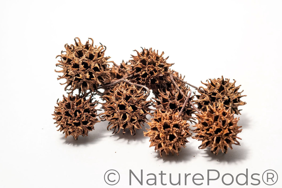 Fruits de liquidambar