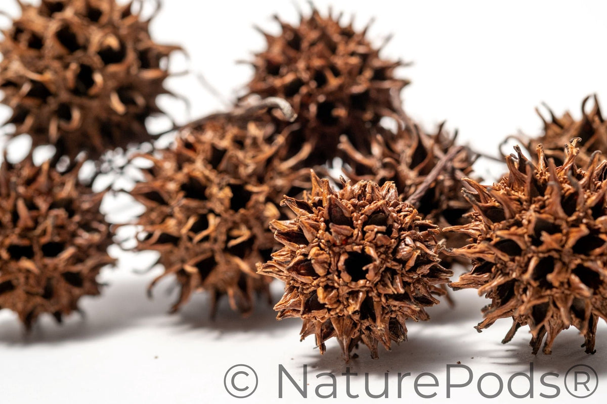 Fruits de liquidambar
