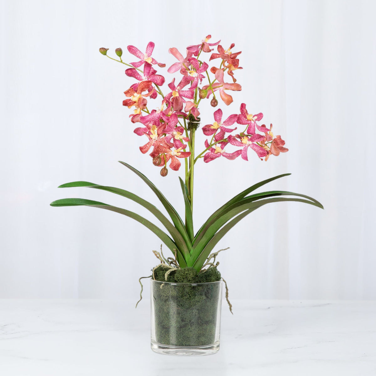 Composizione di orchidee Vanda rosa in vaso - 61 cm