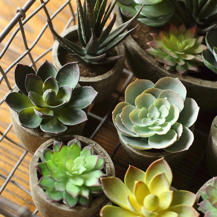 Lot de 5 petites succulentes en pot sélectionnées au hasard
