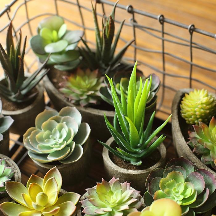 Lot de 5 petites succulentes en pot sélectionnées au hasard