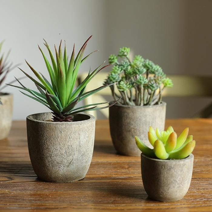 Lot de 5 petites succulentes en pot sélectionnées au hasard