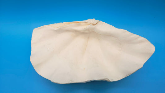 Coquille de bénitier géant, moitié unique (Tridacna gigas)