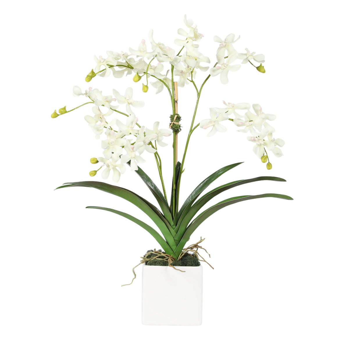Composizione di orchidee in vaso - 61 cm