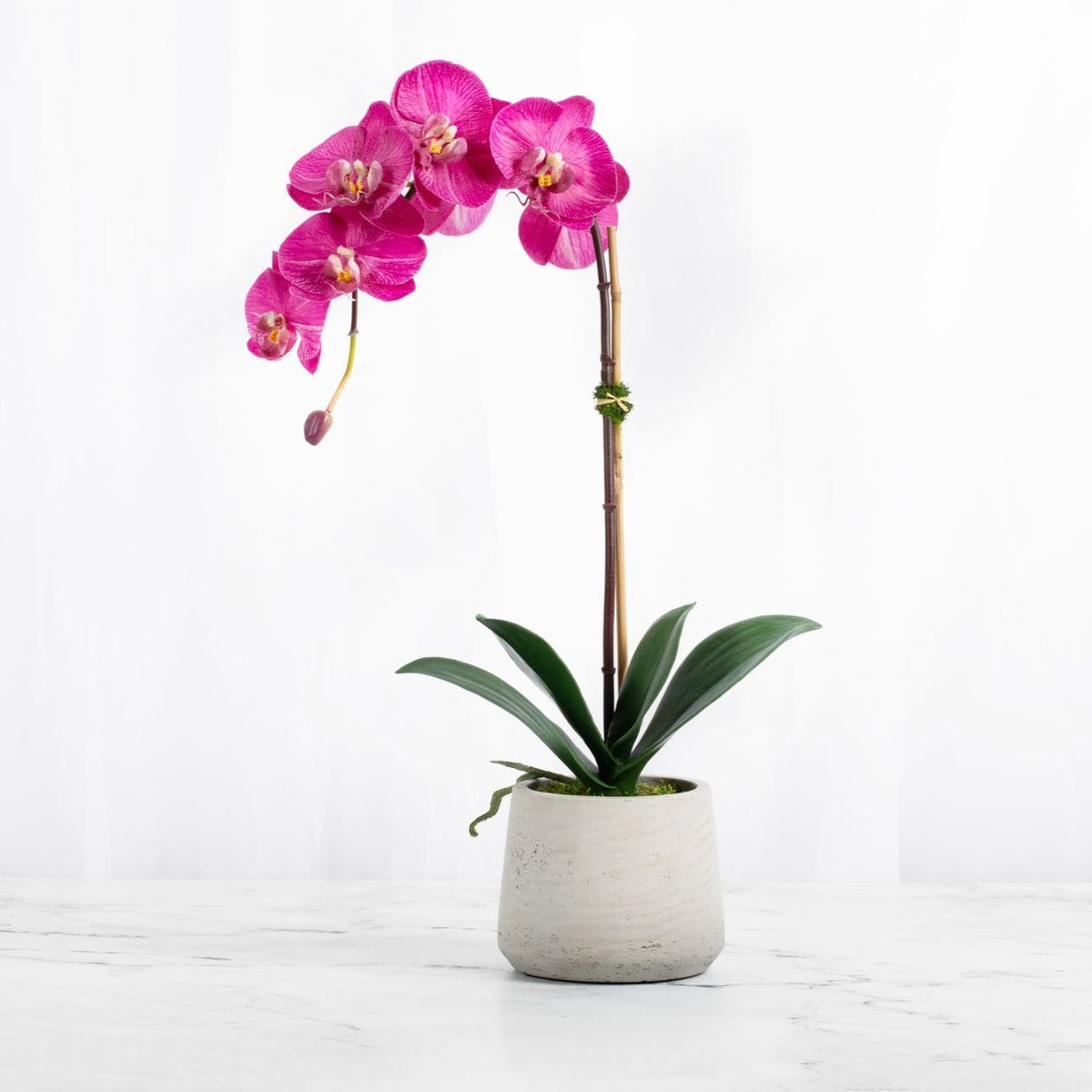 Plante d'orchidée Phalaenopsis rose « Real Touch » - 53 cm