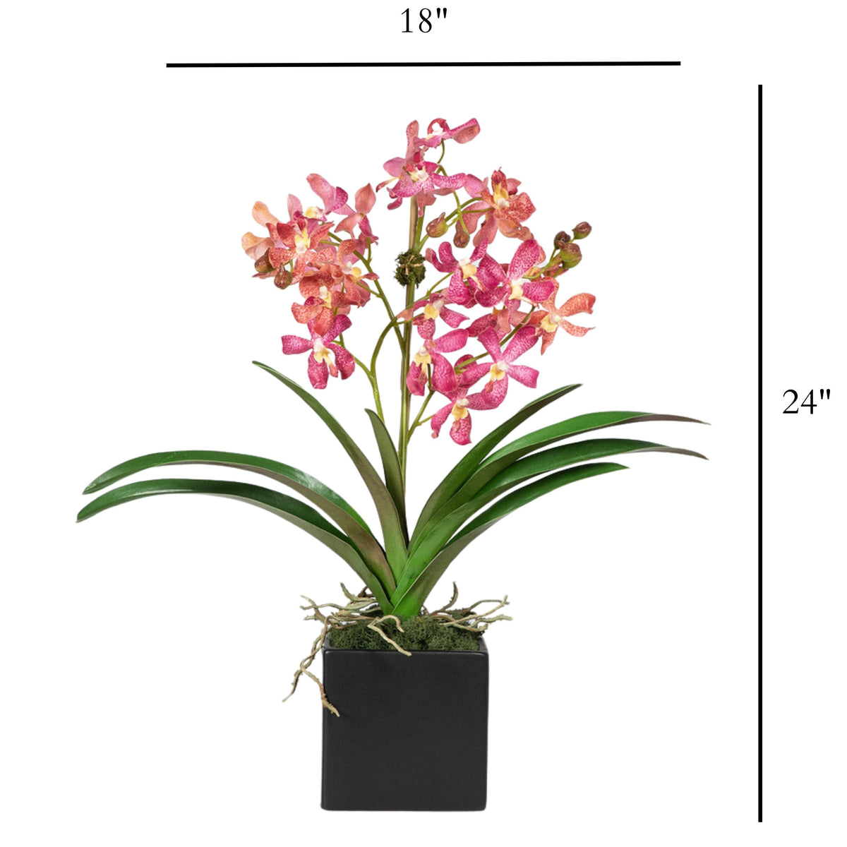 Composizione di orchidee Vanda rosa in vaso - 61 cm