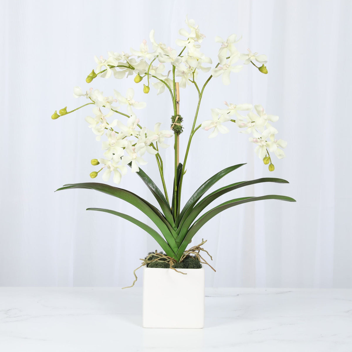 Composizione di orchidee in vaso - 61 cm