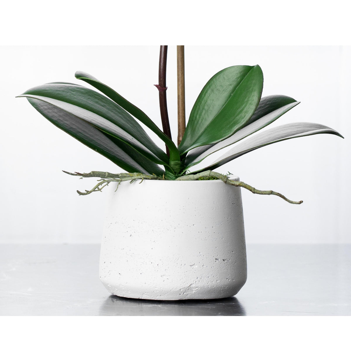 Pianta di orchidea artificiale - orchidea bianca in vaso bianco - 53 cm