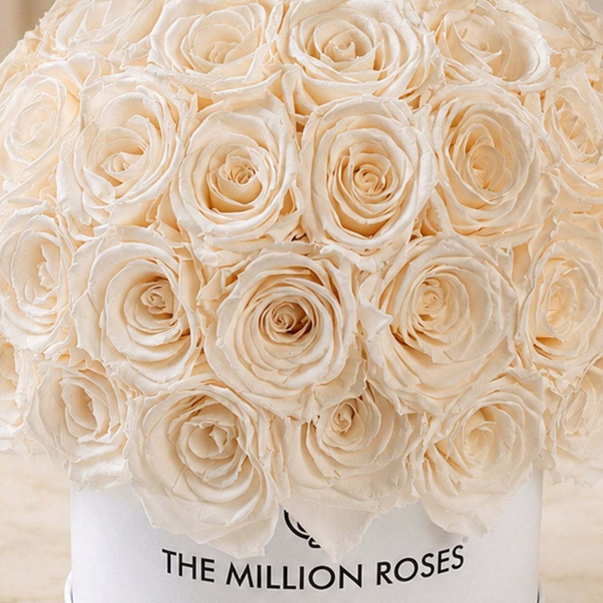 Boîte Superdome blanche classique | Roses blanches