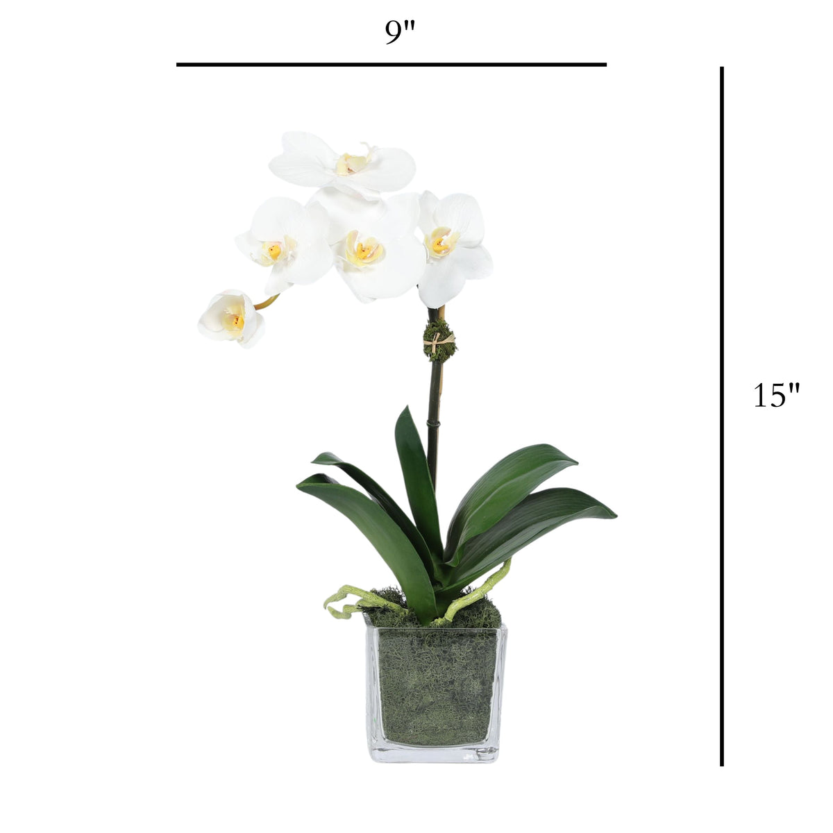 Mini composition d'orchidées dans un vase carré en verre