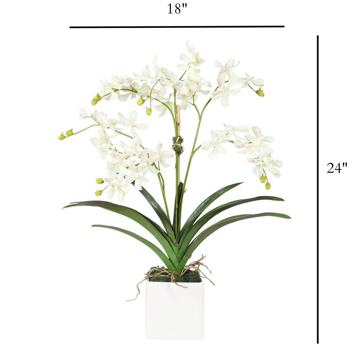 Composizione di orchidee in vaso - 61 cm