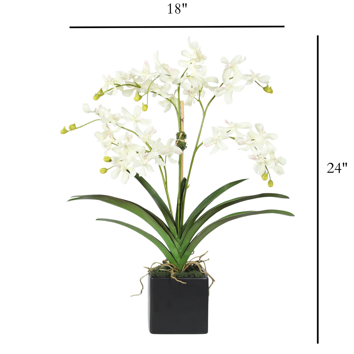 Composizione di orchidee in vaso - 61 cm
