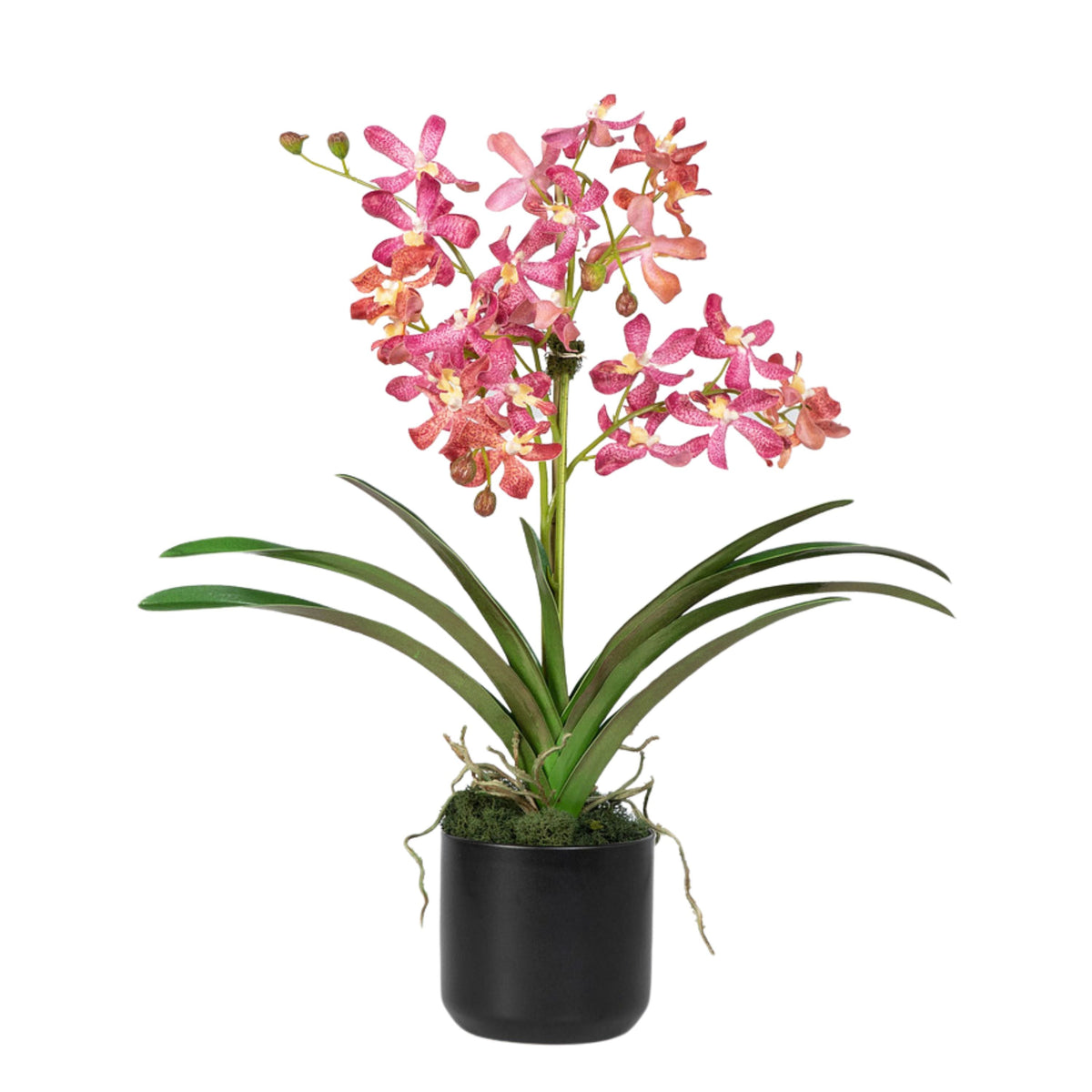 Composizione di orchidee Vanda rosa in vaso - 61 cm