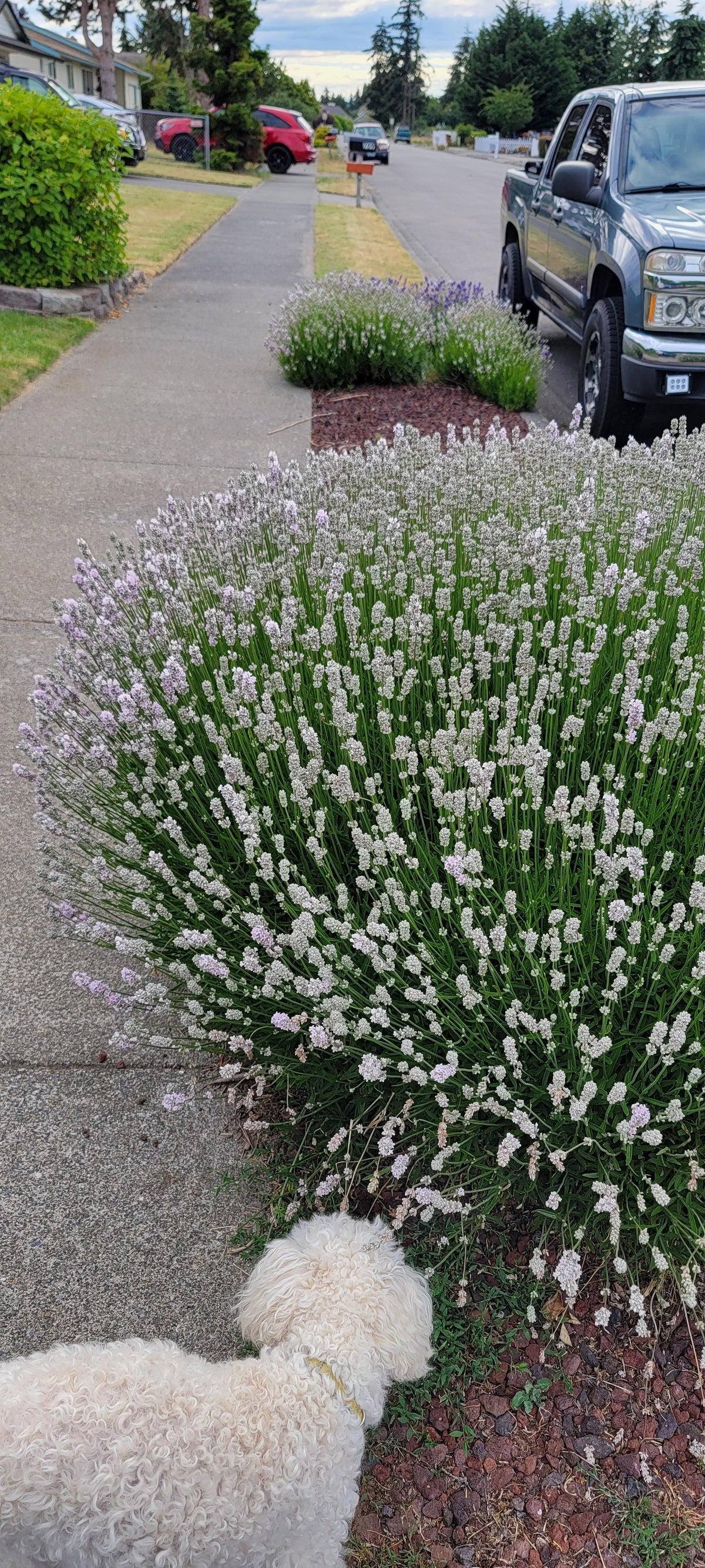 Lavender Melissa Plant 4 Inch Pot Herb Garden Aromatherapy