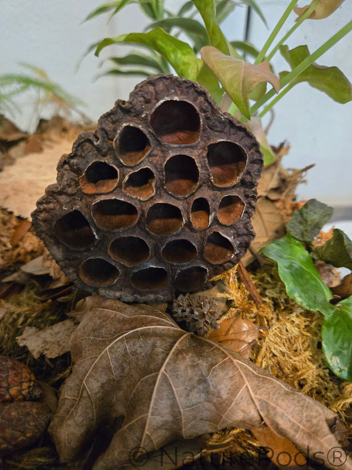 Lotus Seed Pod Heads