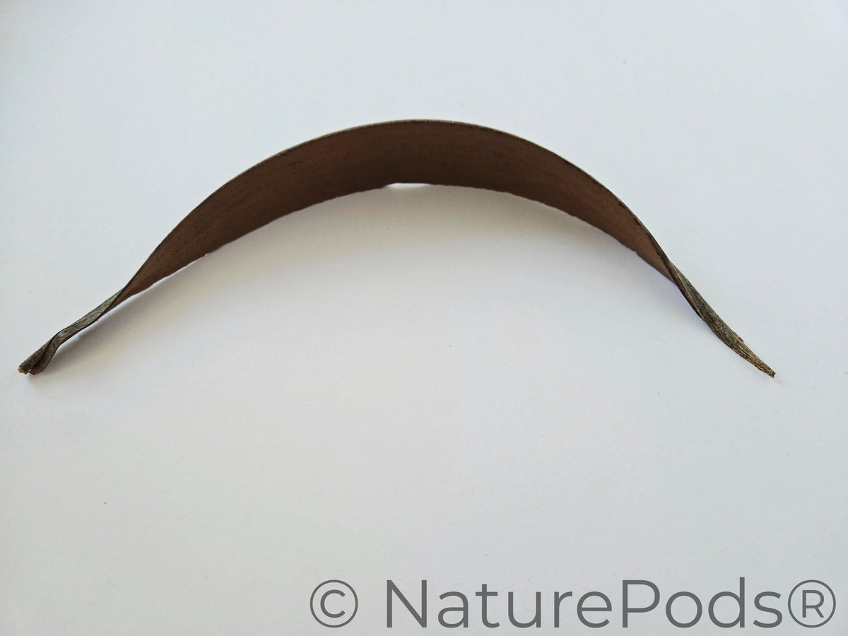 Coconut Palm Frond Paddles (3 pack)