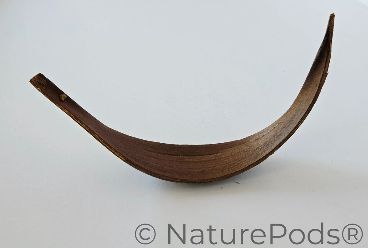Coconut Palm Frond Paddles (3 pack)