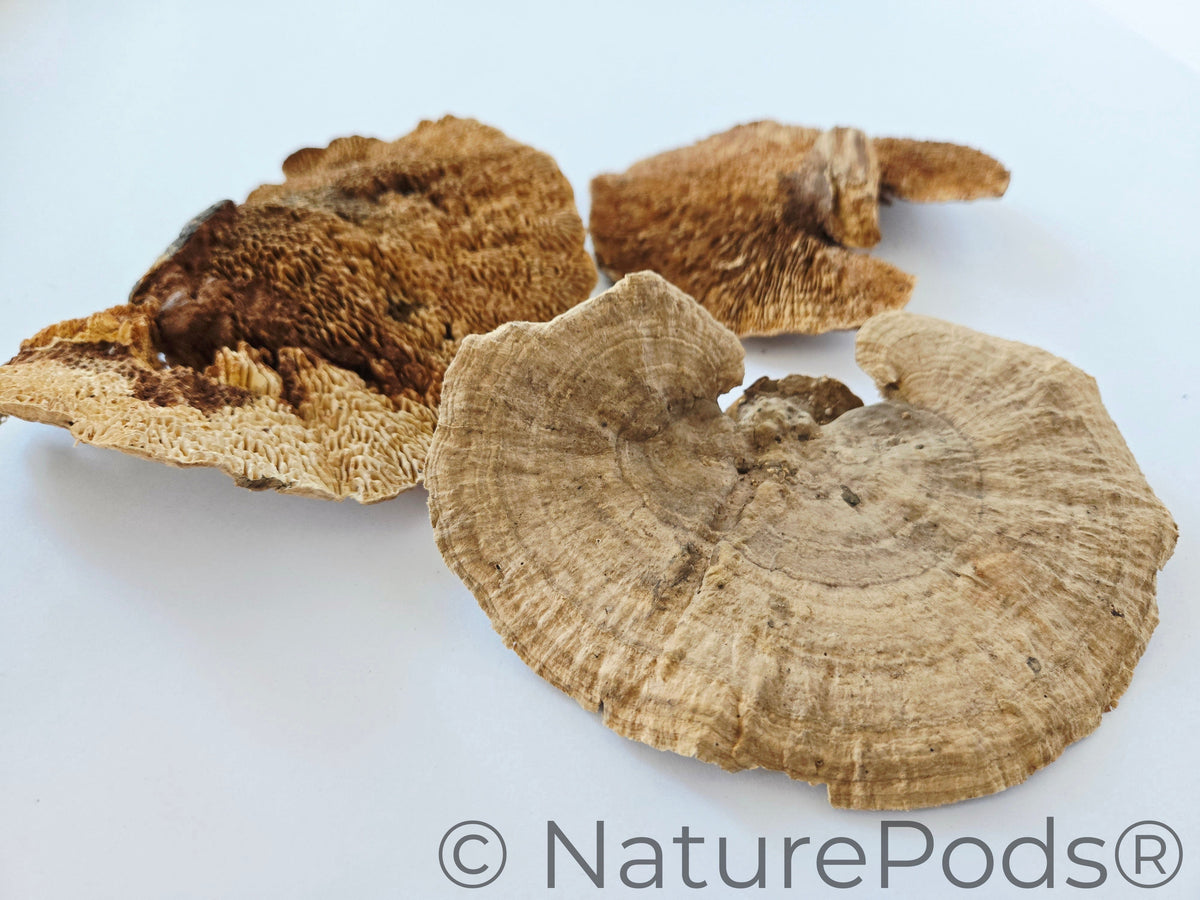 Sponge Mushroom Caps