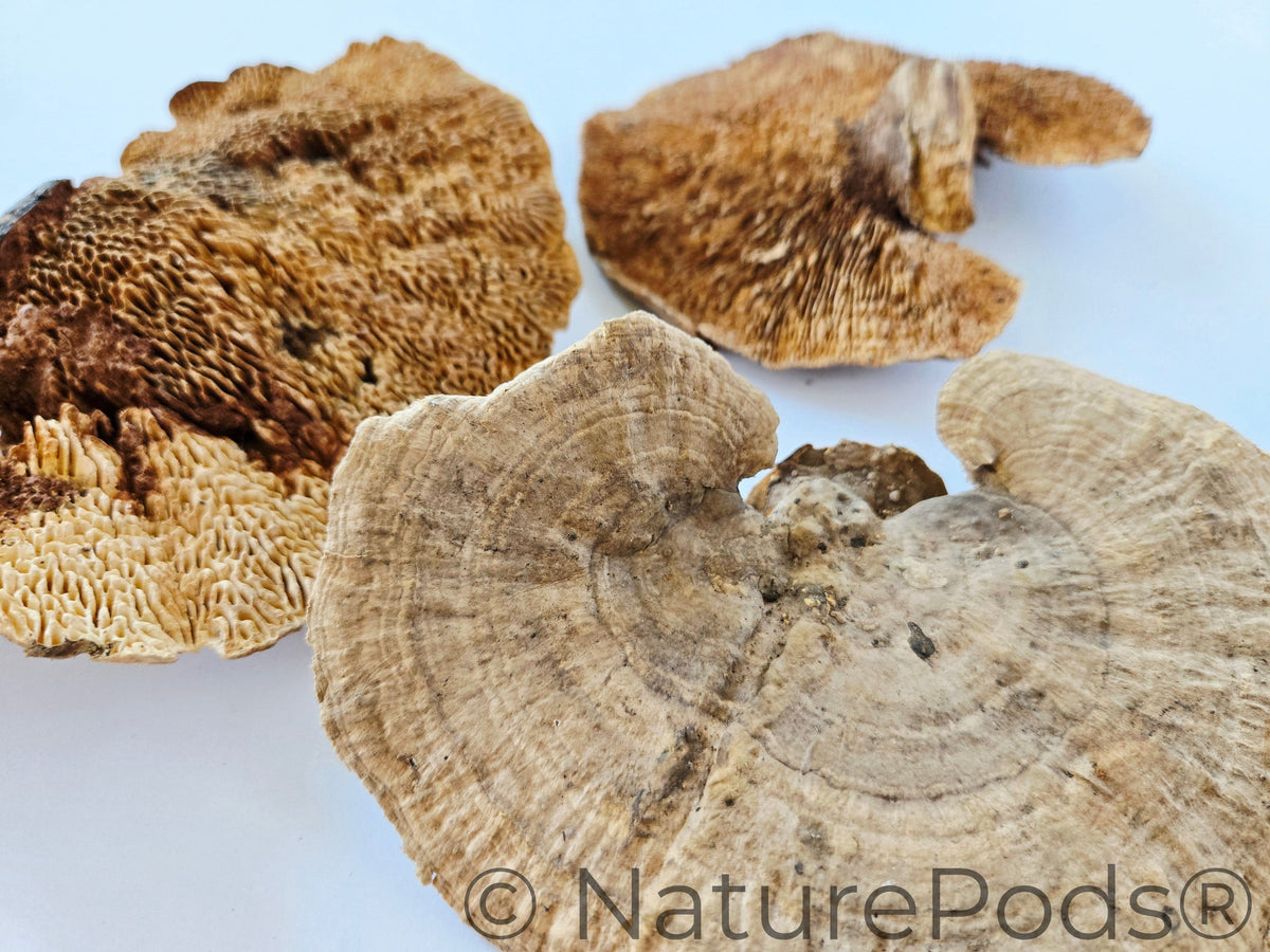 Sponge Mushroom Caps