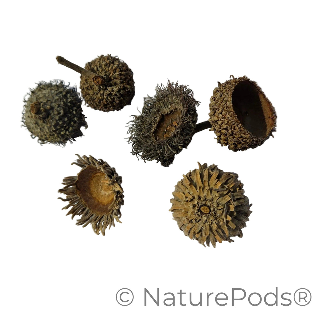 Large Assorted Acorn Caps - 7 Count