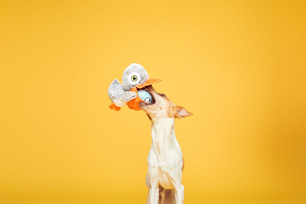 Big Bill & the Beak-A-Boo Fish 2-in-1 Dog Toy