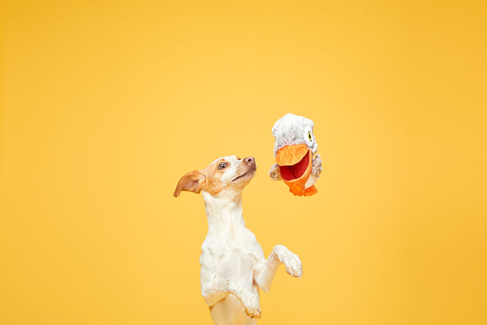 Big Bill & the Beak-A-Boo Fish 2-in-1 Dog Toy