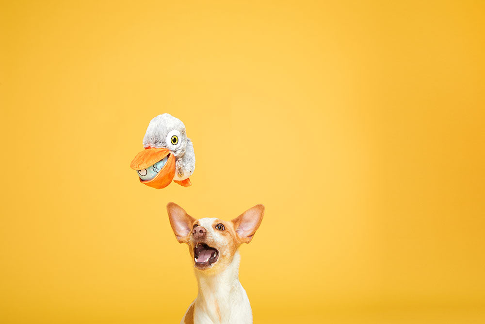Big Bill & the Beak-A-Boo Fish 2-in-1 Dog Toy