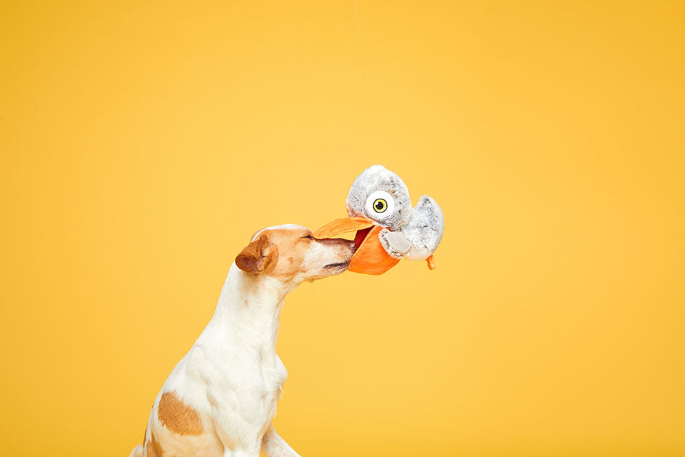 Big Bill & the Beak-A-Boo Fish 2-in-1 Dog Toy