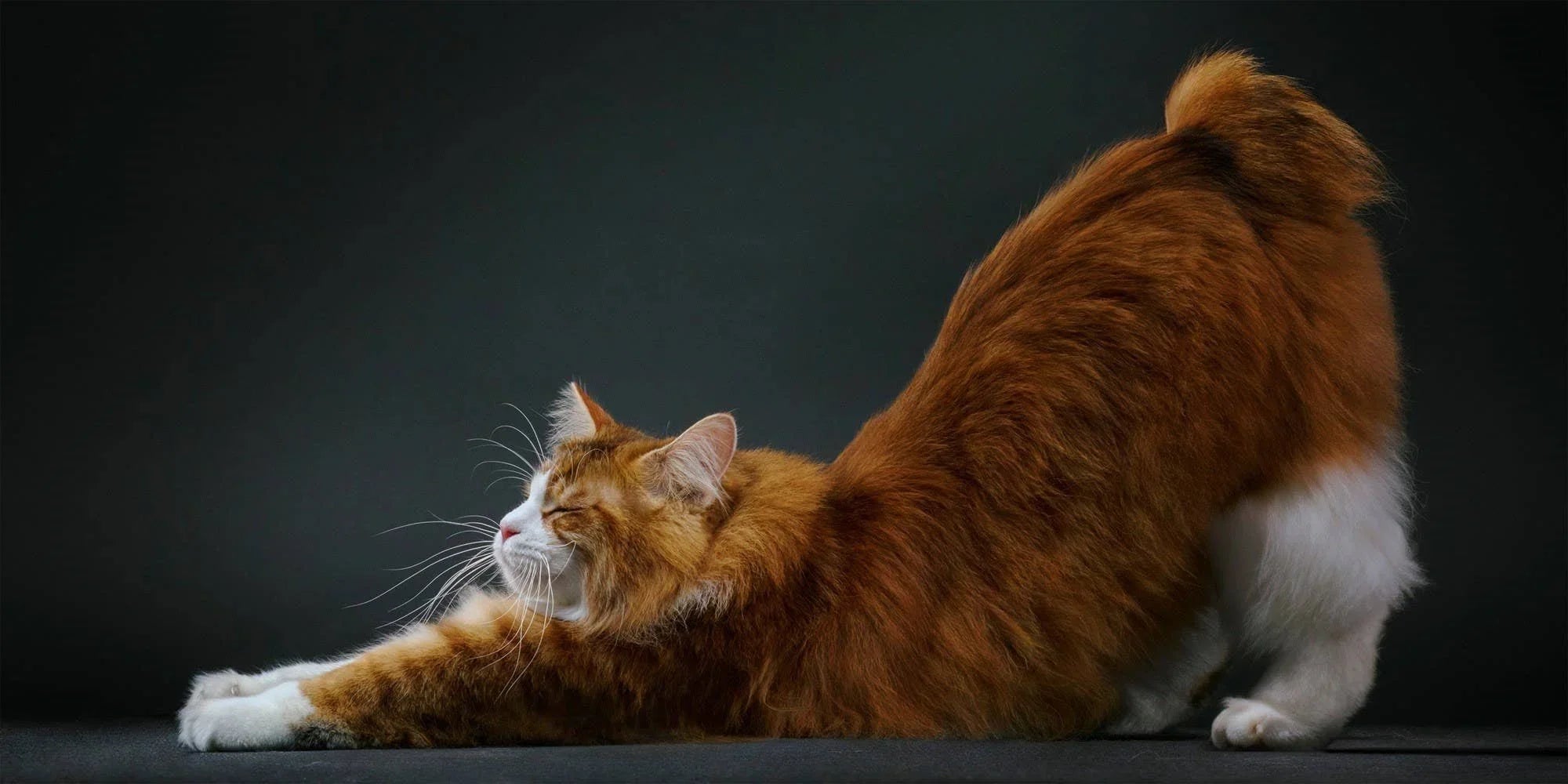 Feline Cat Portrait Photography Coffee Table Book