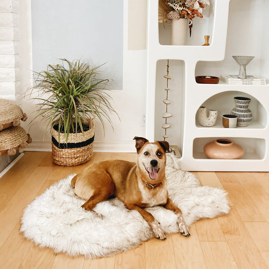 Cuccia ortopedica per cani in pelliccia sintetica PupRug di Paw.com® - Modello Curve bianco con dettagli marroni
