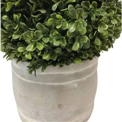 28" Artificial European Boxwood Topiary in Whitewashed Ceramic Pot