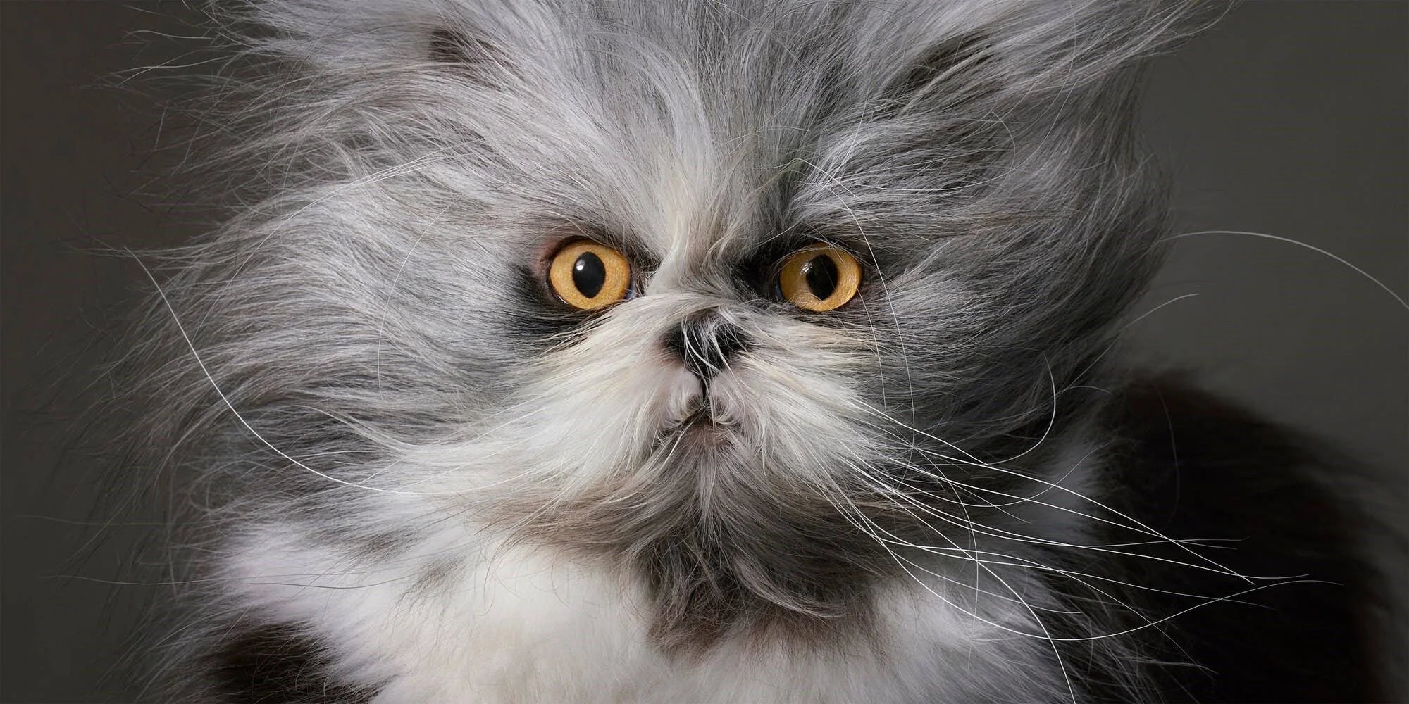 Feline Cat Portrait Photography Coffee Table Book