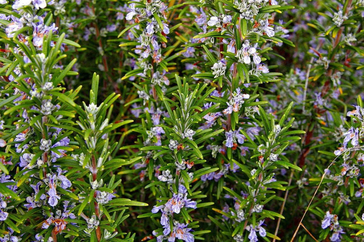 Arp Rosemary Live Herb Plant for Garden Growing